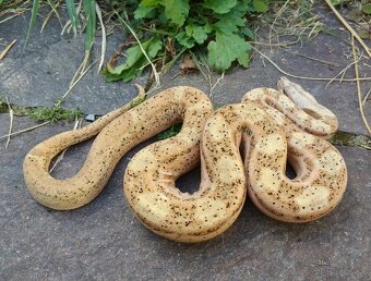 Boa imperator - Paraglow Motley Jungle, Sunglow Motley - 6