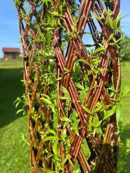 AKTUÁLNE❗Pletená vŕba SALIX 190-220 cm krása ihneď k odberu❗ - 6