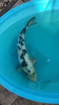 Koi kapre - 6