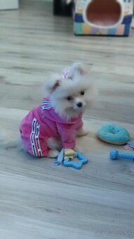 Pomeranian mini - 6