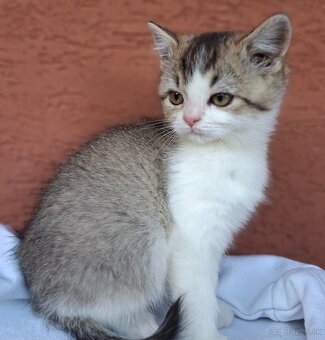 Predám britské mačiatka - 6