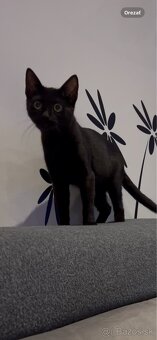 Darujem kocúrika a mačičku - 6