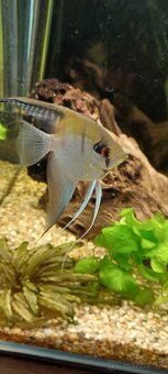 Predám / vymením akváriové ryby - 6