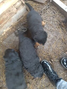 Lotwajler -bersky salašnícky ovčiak - 6