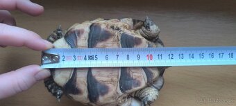 Suchozemská korytnačka žltočierna - 6