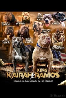 American bully xl xxl - 6