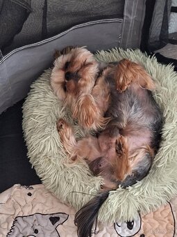 Yorkshire Terrier pes s PP - 6