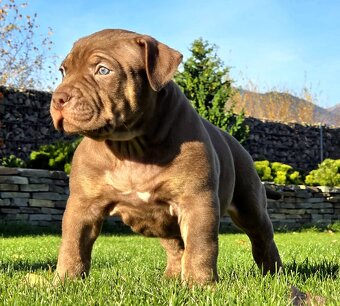 American Bully XL XXL - 6