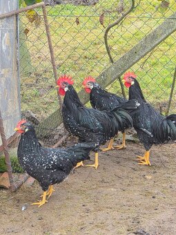 Predám mladých kohútikov na chov - 6