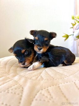 YORKSHIRE TERRIER -3color šteniatka - 6