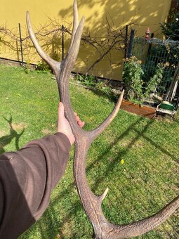 Jelenie zhody / parohy 74cm - 6