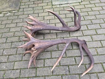 Trofej trofeje paroh parohy parozie zhody - 6