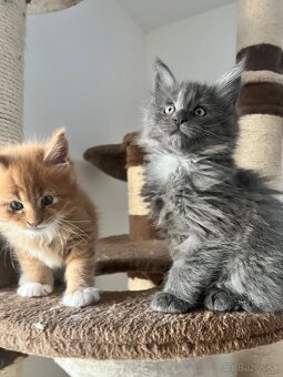 maine coon/ mainska myvalia s PP - 6