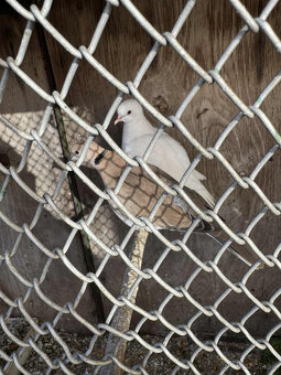 Predám/Vymením za krmivo Hrdličky - 6