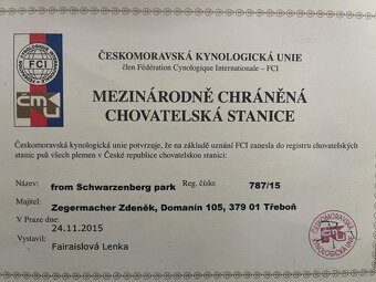 Weimarský stavač štěňiatka - 6