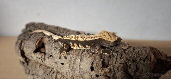 Pagekon riasnaty - 6