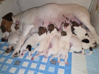 Jack russel terier s PP - 6