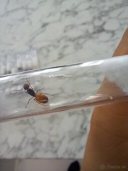 Kráľovny mravcov rodu Camponotus Fedtschenkoi - 6