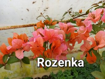 Bougainvillea,( bougainvillea, bugenvilea, bugenvila ) - 6