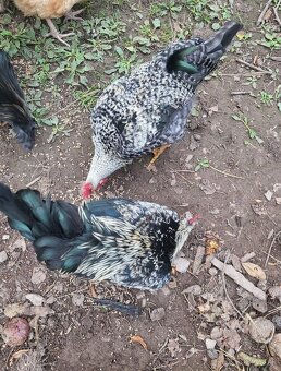 Kohúty na predaj - 6