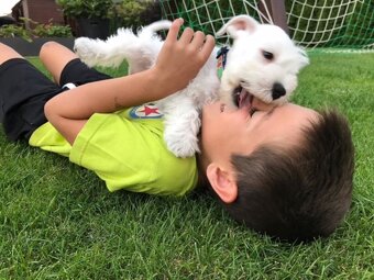 Bradáč malý biely - šteniatka s PP - 6