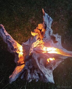 Sveťelní koreň - 6