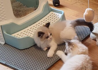 Ragdoll mačiatko - 6