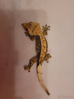 Pagekon riasnaty - 6