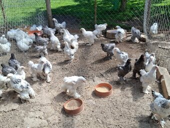 Araukany, Ayam cemani, Brahmanky, Hodvábničky - 6