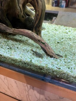 Prísavníky - ancitrus - 6