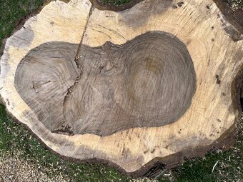 Orechové drevo - 6