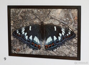 Fotografie motýľov, zarámované, 96 x66 (101 x 70) cm - 6
