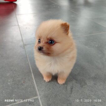 Nemecký trpaslicí špic typ pomeranian - 6