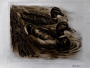 Ales Vaic - lesnicka tematiky - 6