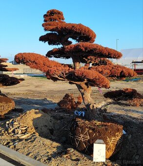 Suchý bonsai pre biophilic design - unikátny doplnok - 6