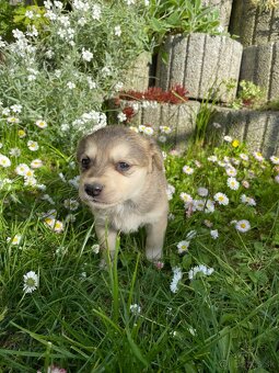 Darujem miešance Labradoru - 6