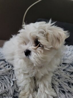 Mini maltezák - 6