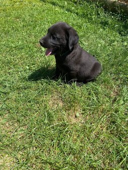 Labrador šteniatká - 6