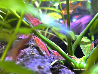 Predam krevetky Red cherry - Neocaridina davidi - 6