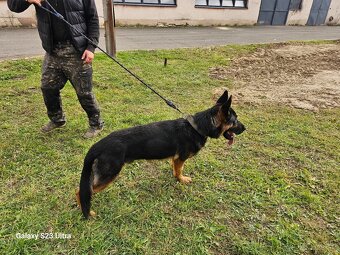 NEMECKÝ OVČIAK - 6