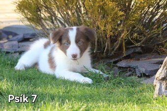 Border kolia - šteniatka na predaj - 6