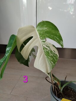 Monstera albo variegata - 6