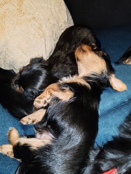 Yorkshire terier - 6