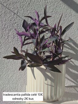 Predám izbové rastliny 2 - 6
