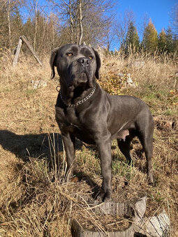 Štěňata Cane Corso s PP - 6