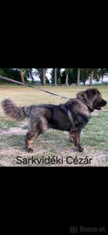 Kaukazskỳ Ovčiak - 6