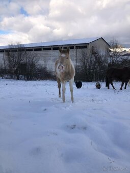 APHA classic champagne colt - 6