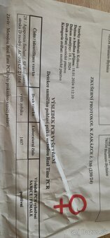 Agapornis fischeri pára. - 6