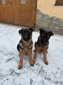 Nemecký ovčiak šteniatka - 6