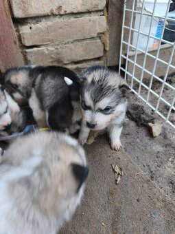 Šteniatka Aljašský malamut - 6